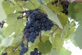 Fresh black grapes vine Close-up Royalty Free Stock Photo