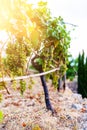 Bunch of grapes hanging on vine in golden sunlight Royalty Free Stock Photo