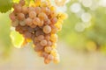 Close-up of a bunch of grapes of rose wine in a vineyard