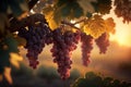 Close up Bunch of grapes in vineyard during sunset, Generative AI Royalty Free Stock Photo