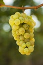 Close-up of a bunch of grapes for white wine