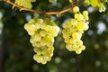 Close-up of a bunch of grapes for white wine