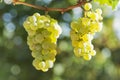 Close-up of a bunch of grapes for white wine