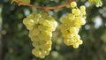 Close-up of a bunch of grapes for white wine