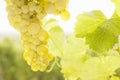 Close-up of a bunch of grapes of white wine in a vineyard Royalty Free Stock Photo