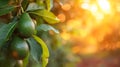 A close up of a bunch of green avocados hanging from the tree, AI Royalty Free Stock Photo