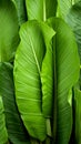 a close up of a bunch of green banana leaves Royalty Free Stock Photo