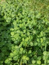 Close up of a bunch of green clover. Clover background