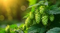 A close up of a bunch of green hops growing on the plant, AI