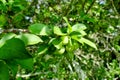 Mirabelle Fruits Royalty Free Stock Photo