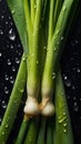 a close up of a bunch of green onions with water drops on them and a black background with a black surface with a few drops of Royalty Free Stock Photo