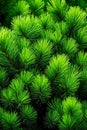 A close up of a bunch of green pine needles Royalty Free Stock Photo