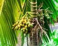 Low angle view close-up green and ripe Areca palm tree nut on tree branch in Singapore Royalty Free Stock Photo