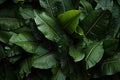 A close up of a bunch of green tropical exotic leaves