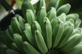 Close up of a bunch of green, unripe banana bunches Royalty Free Stock Photo