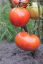 Close up of a bunch of growing yellow tomatoes Royalty Free Stock Photo