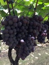 Close-up of a bunch of large, red globe grapes on the vine Royalty Free Stock Photo