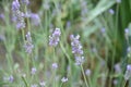 Close up of bunch of lavender flowers in blossom Royalty Free Stock Photo