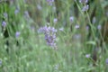 Close up of bunch of lavender flowers in blossom Royalty Free Stock Photo