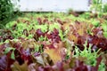 Close-up of a bunch of lettuces planted on a field at an elementary school