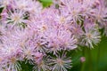 Lilac Spiky Flowers