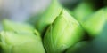 Close up of bunch of lotus flower