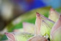 Close up of bunch of lotus flower