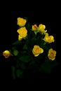 Miniature yellow bush roses on black background