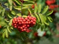 Close-up of a bunch of mountain ash