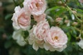 Close up of bunch of pale pink colored roses in garden.