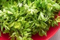 Close-up of a bunch of parsley leaves in a red plate.