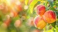 A close up of a bunch of peaches on the tree, AI Royalty Free Stock Photo
