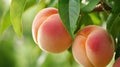 A close up of a bunch of peaches on the tree, AI Royalty Free Stock Photo