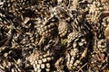 Close up of a bunch of pine cones