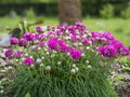 Close up bunch of pink blooming Armeria maritima, commonly known as thrift, sea thrift or sea pink, species of flowering