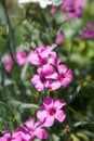 Close-up of pink carnation flowers dianthus caryophyllus Royalty Free Stock Photo