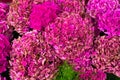 Close-up of bunch of pink floral hydrangea flowers