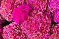 Close-up of bunch of pink floral hydrangea flowers