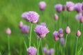 Pink onion flowers blooming in the field