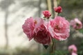 bunch of pink rose flower heads in full bloom in the summer garden