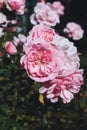 bunch of pink rose flower heads in full bloom in the summer garden