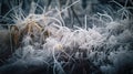 a close up of a bunch of plants covered in frost