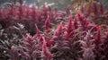 a close up of a bunch of plants in a field