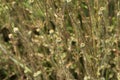 close-up: bunch of poppy capsules Royalty Free Stock Photo