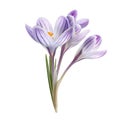 Close-up of a Bunch of Purple and White Crocuses Royalty Free Stock Photo