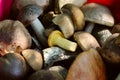 Close-up of a bunch of raw fresh eatable mushrooms