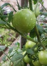 Close up on a bunch of raw green home grown tomatoes still hanging Royalty Free Stock Photo