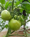 Close up on a bunch of raw green home grown tomatoes Royalty Free Stock Photo