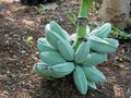 Close up Bunch of Raw Saba Bananas on The Ground Royalty Free Stock Photo