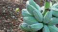 Close up Bunch of Raw Saba Bananas on The Ground Royalty Free Stock Photo